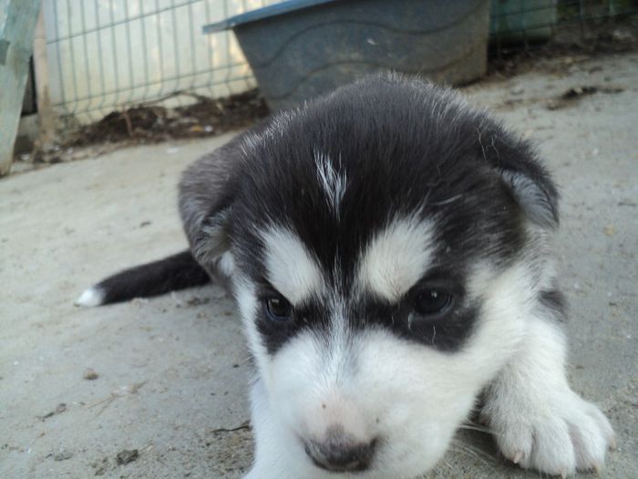 DSC02343; din seria 2013
