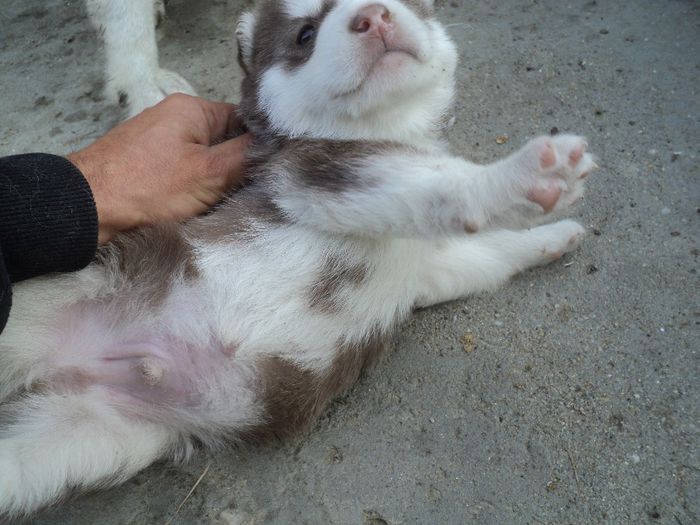 DSC02358; din seria 2013
