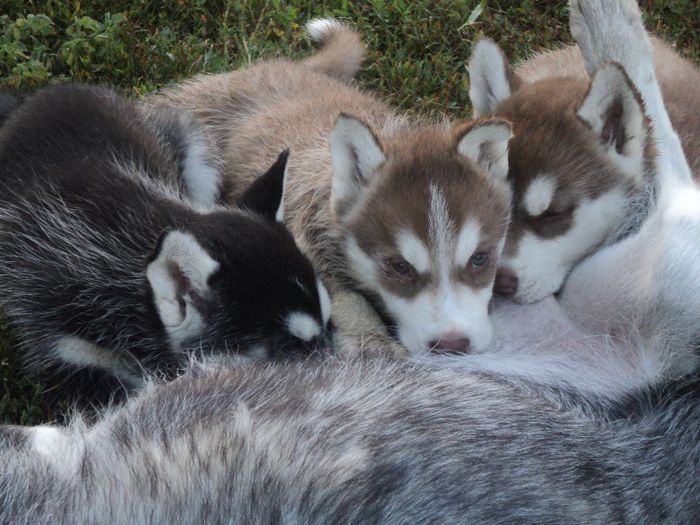 DSC02452; din seria 2013
