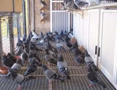 EXEMPLARE STRAINE MATCA