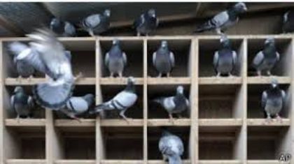 TINERET DUPA ANTRENAMENT 2013