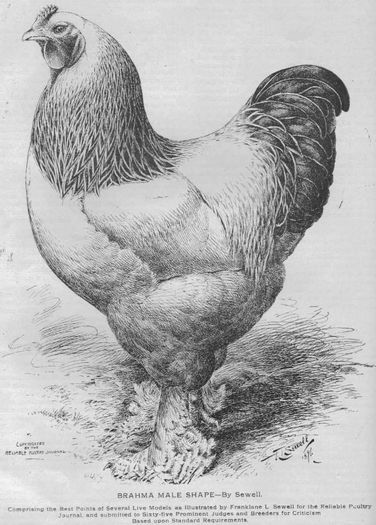 poultry-journal- anul 1896 - B__Brahma - scurt istoric