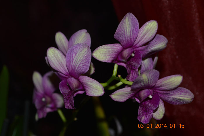 DSC_0629 - Dendrobium phalaenopsis