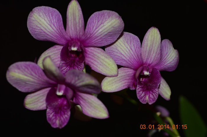 DSC_0630 - Dendrobium phalaenopsis