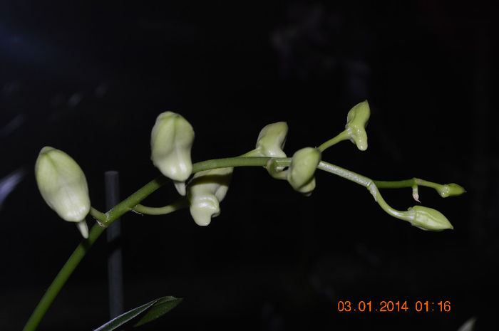 DSC_0632 - Dendrobium phalaenopsis