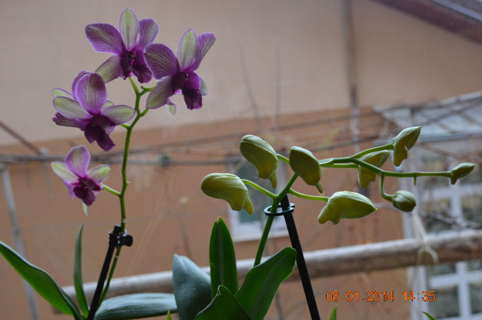 DSC_0695 - Dendrobium phalaenopsis
