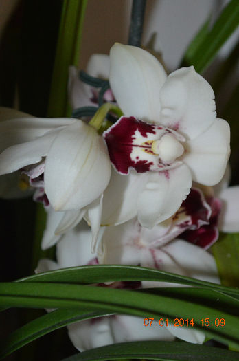 DSC_0684 - Cymbidium