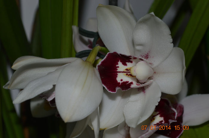 DSC_0685 - Cymbidium