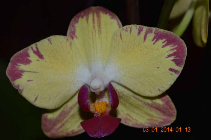 DSC_0625 - Phalaenopsis1