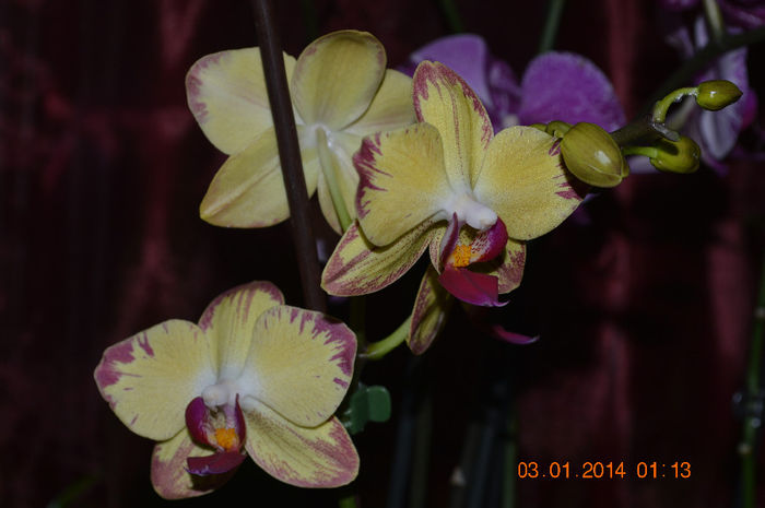 DSC_0624 - Phalaenopsis1