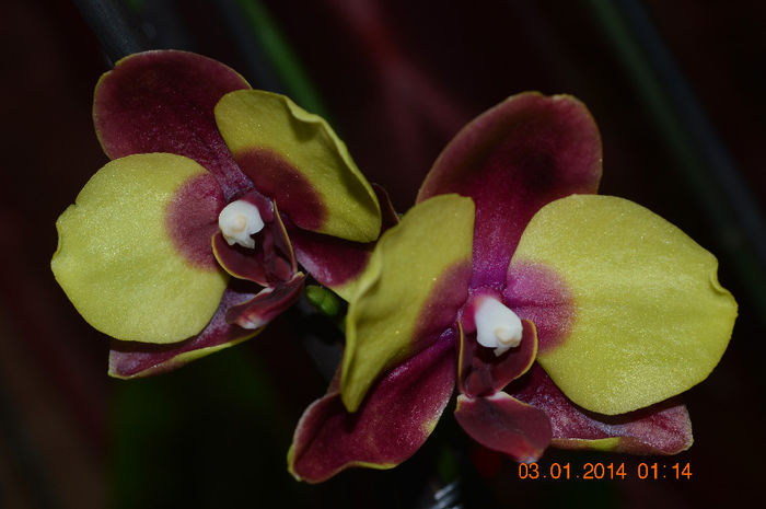 DSC_0628 - Phalaenopsis1