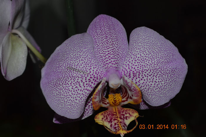 DSC_0633 - Phalaenopsis1