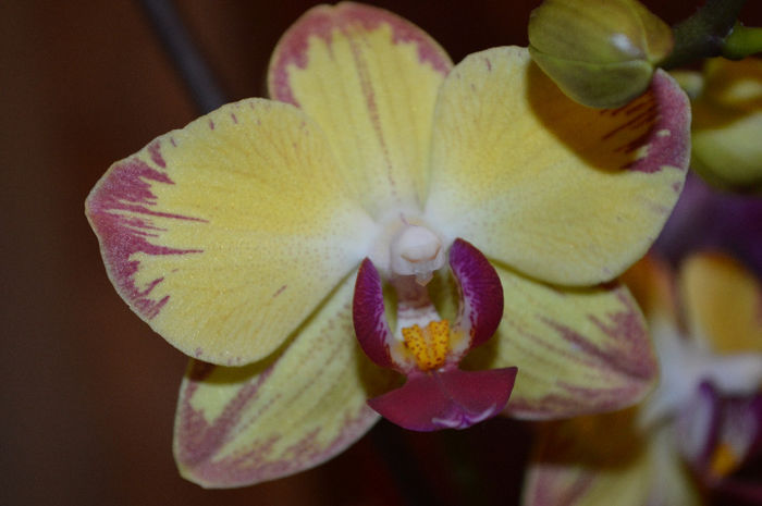 DSC_0626 - Phalaenopsis1