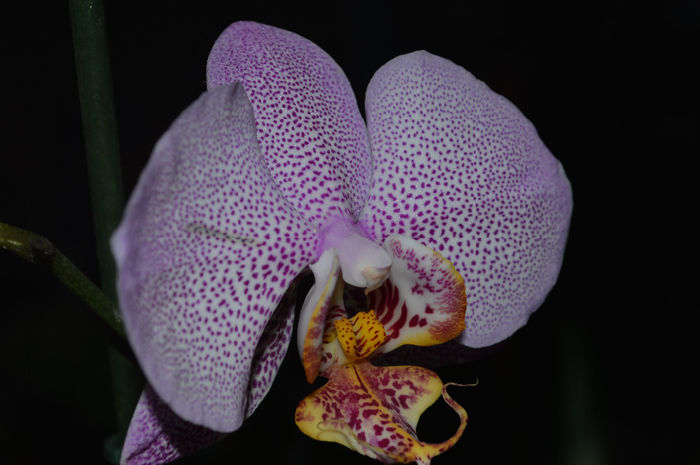 DSC_0635 - Phalaenopsis1