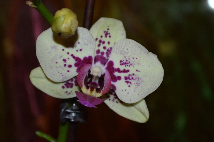 DSC_0644 - Phalaenopsis1