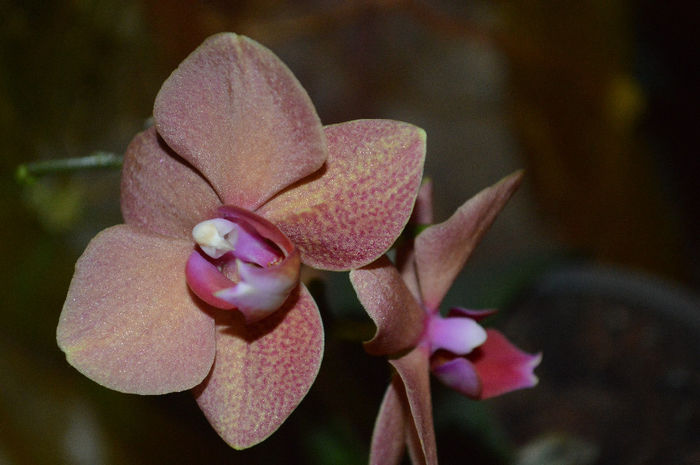 DSC_0646 - Phalaenopsis1
