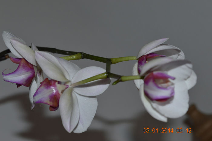 DSC_0652 - Phalaenopsis1