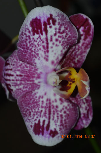 DSC_0679 - Phalaenopsis1