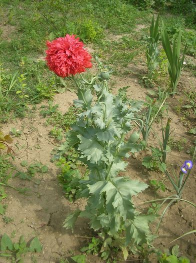 SANY0019; mac rosu-dublu
