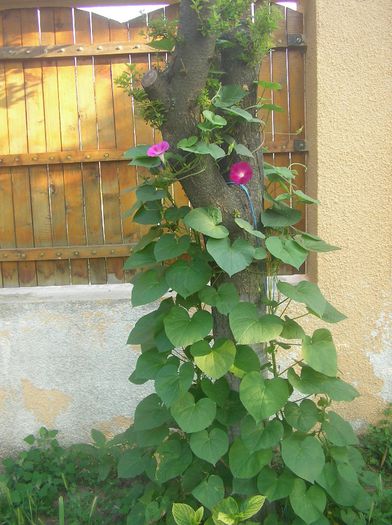 SANY0017; zorele crescute...pe copac...
