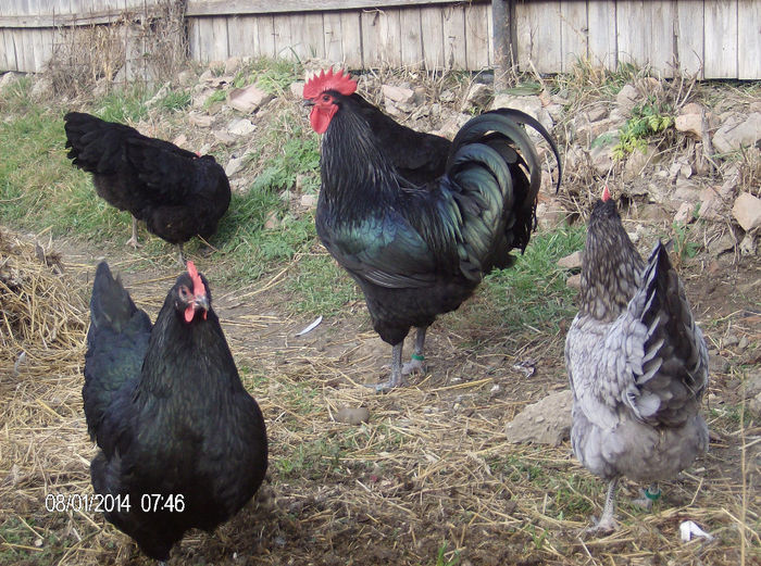 HPIM6284 - gaini australorp