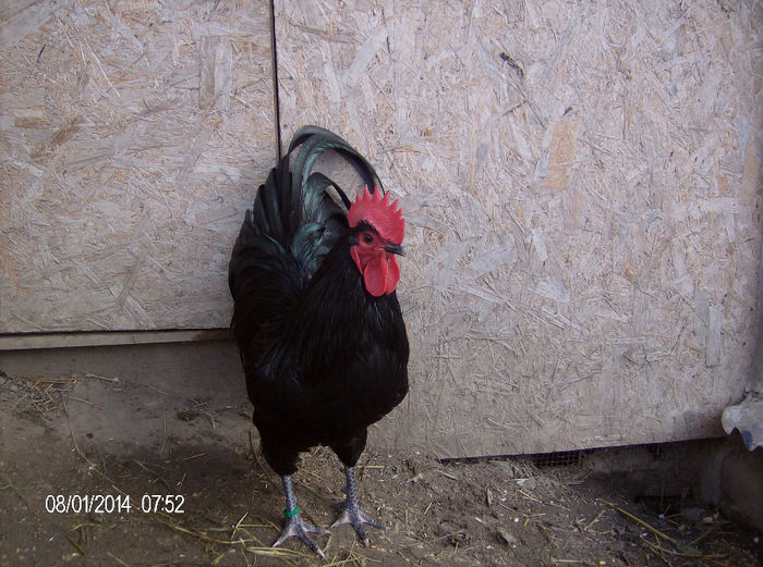 HPIM6288 - gaini australorp