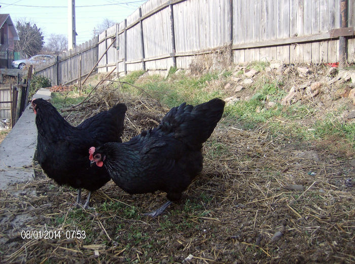 HPIM6289 - gaini australorp