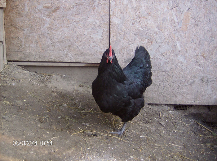 HPIM6293 - gaini australorp