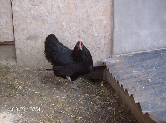 HPIM6294 - gaini australorp