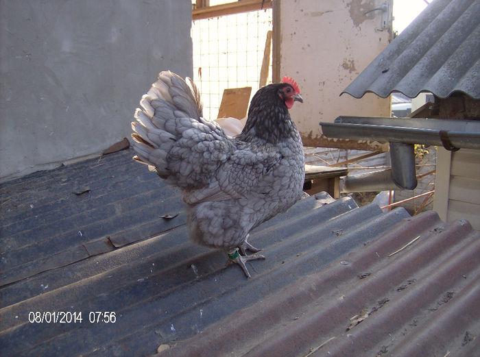 femela australorp albastru