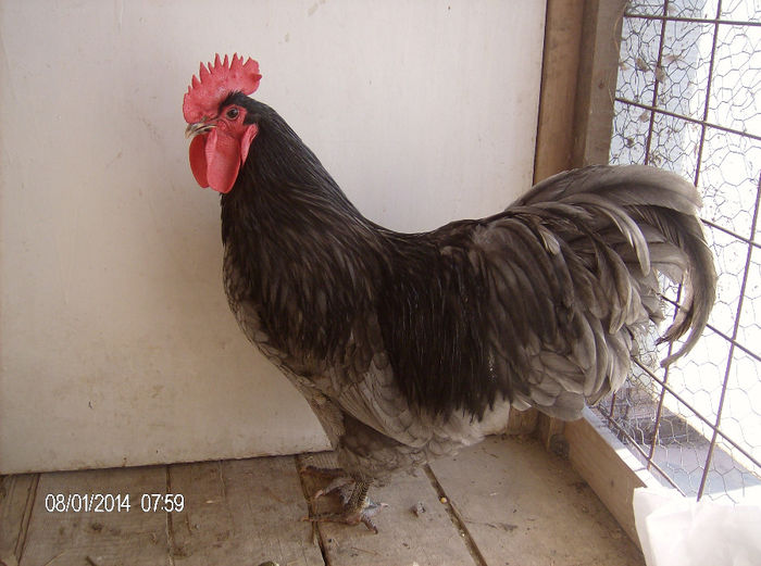 HPIM6303 - gaini australorp