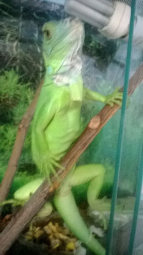 GRIGORE, iguana verde