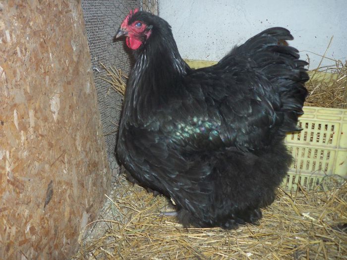 Cam asa ar trebui sa arate o gaina de orpi negru