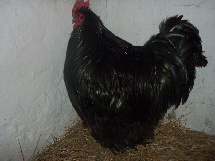 Cocosul de anul 2 pregatit sa intre la matca