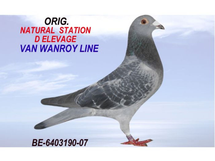 natural van wanroy f-be-6403190