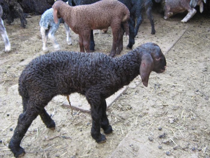 IMG_1003 - Oi si miei Karakul