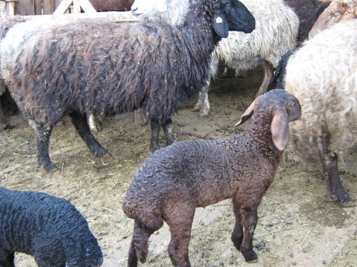 IMG_1006 - Oi si miei Karakul