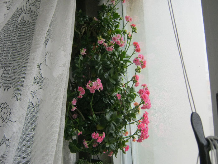 10 ian.2014 - KALANCHOE