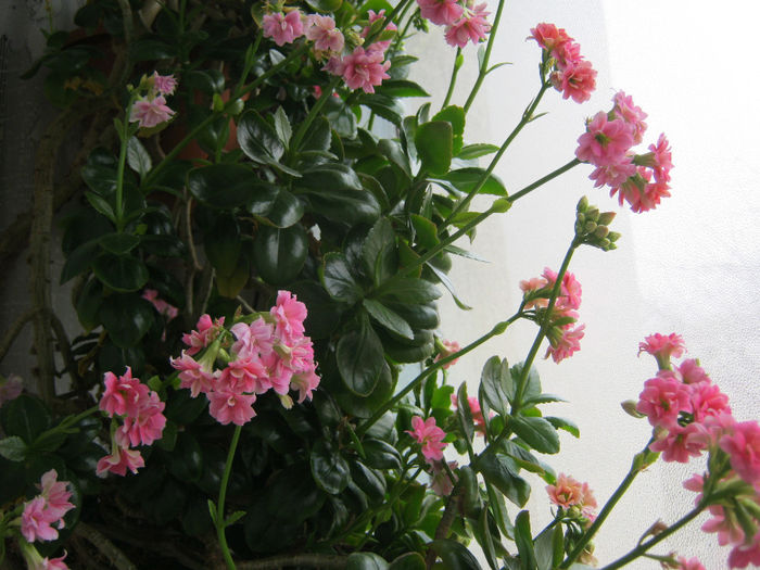 IMG_3525 - KALANCHOE