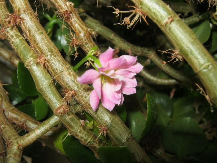 IMG_3526 - KALANCHOE