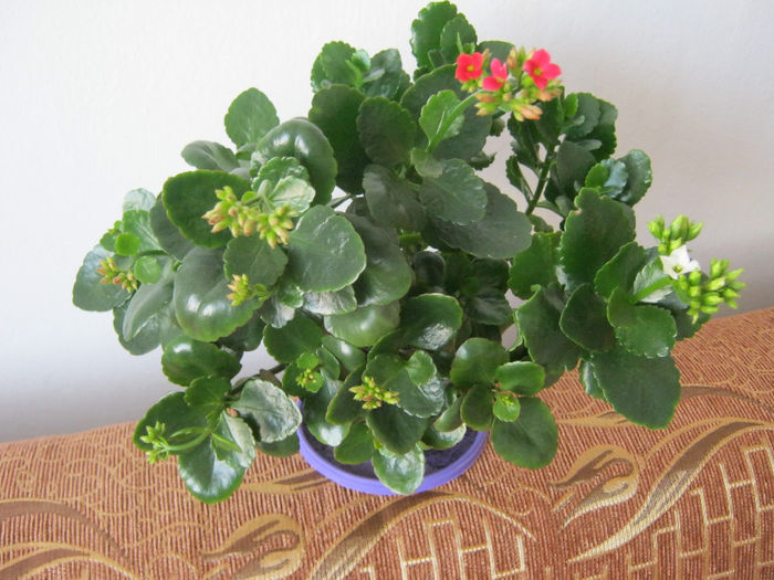 Kalanchoe-mix