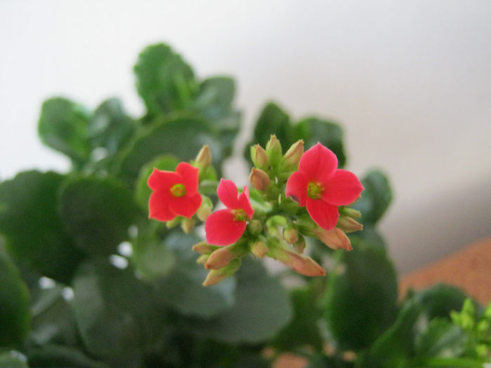 IMG_3575 - KALANCHOE