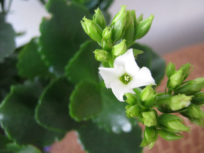 IMG_3577 - KALANCHOE