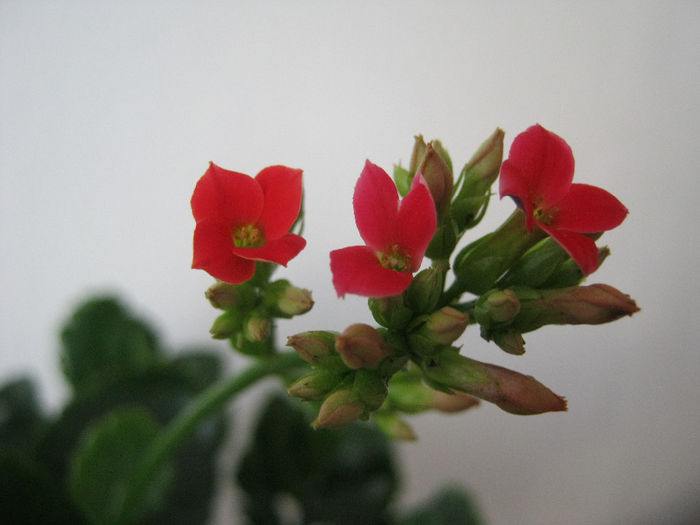 IMG_3579 - KALANCHOE