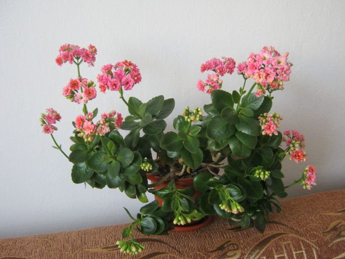 IMG_3584 - KALANCHOE