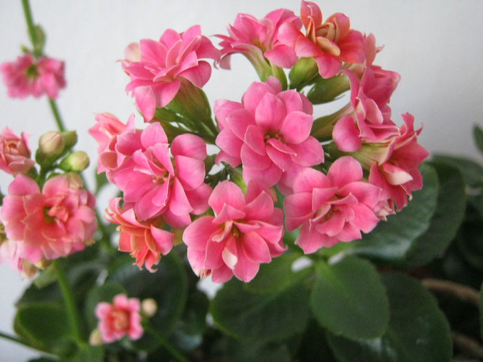 IMG_3588 - KALANCHOE