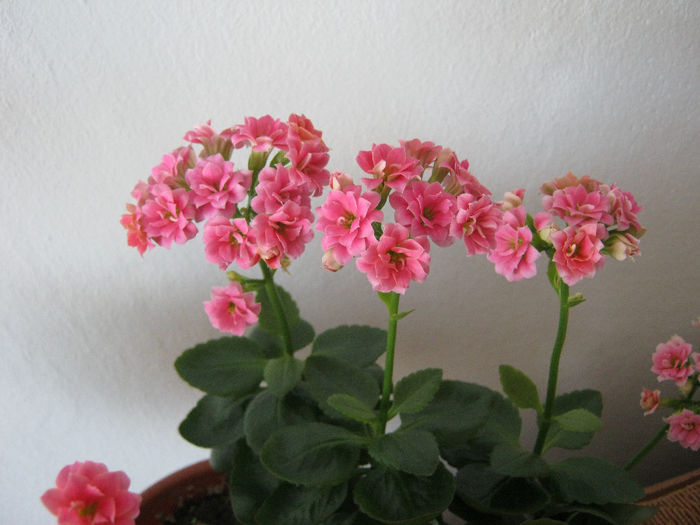 IMG_3591 - KALANCHOE