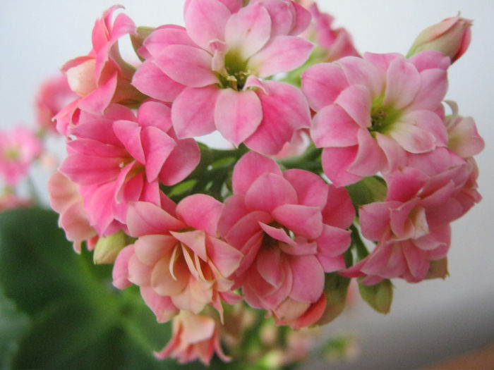 IMG_3595 - KALANCHOE