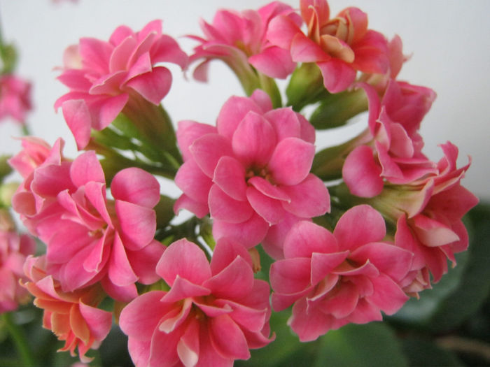 IMG_3596 - KALANCHOE
