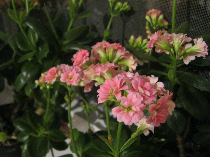 IMG_3665 - KALANCHOE